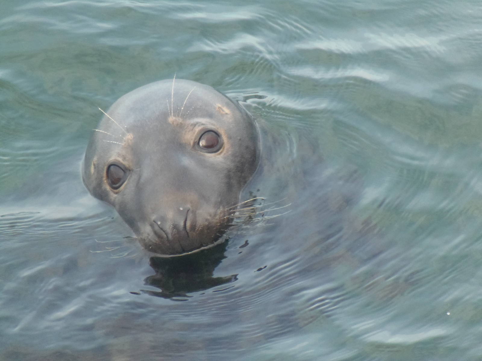 Chatham Pier- Grey Seal