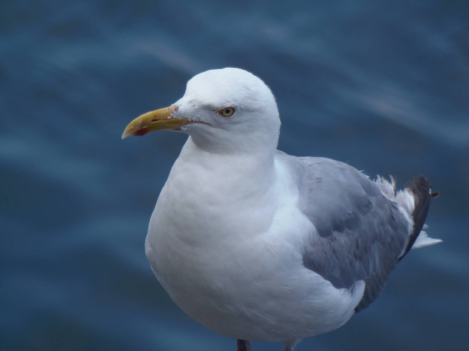 Chatham Pier- Herring Gull