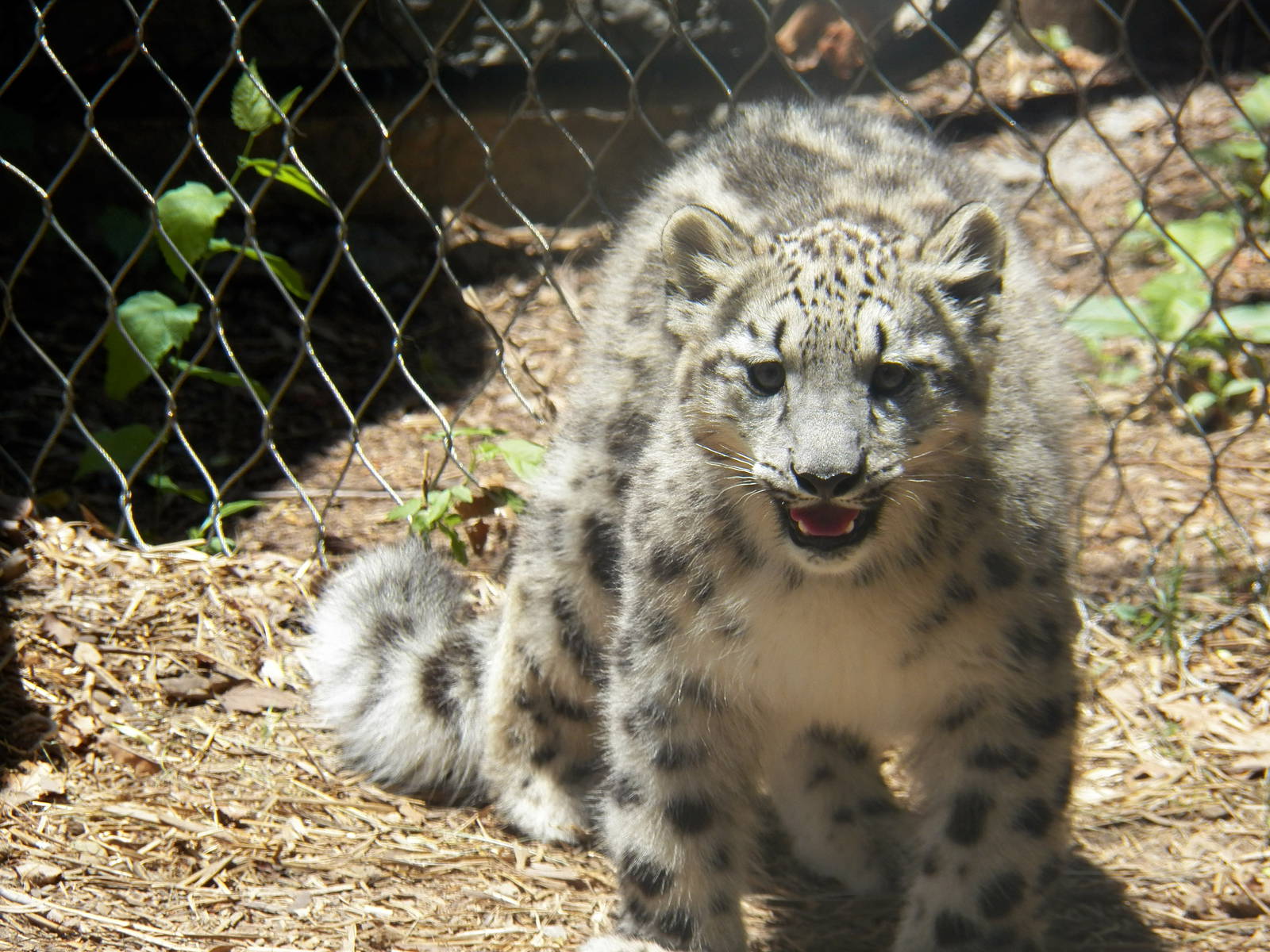 Chattanooga Zoo Animals