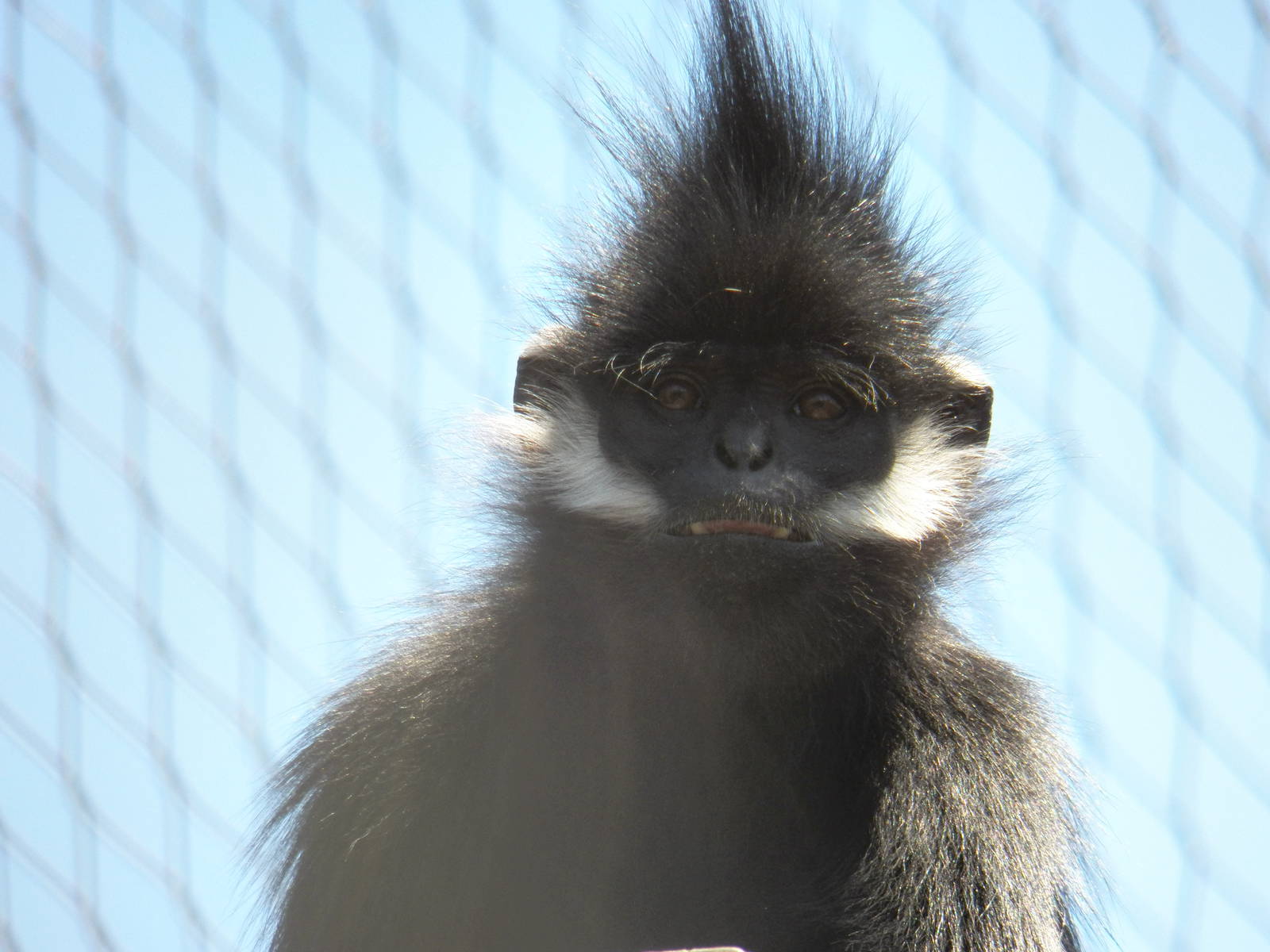 Chattanooga Zoo Animals
