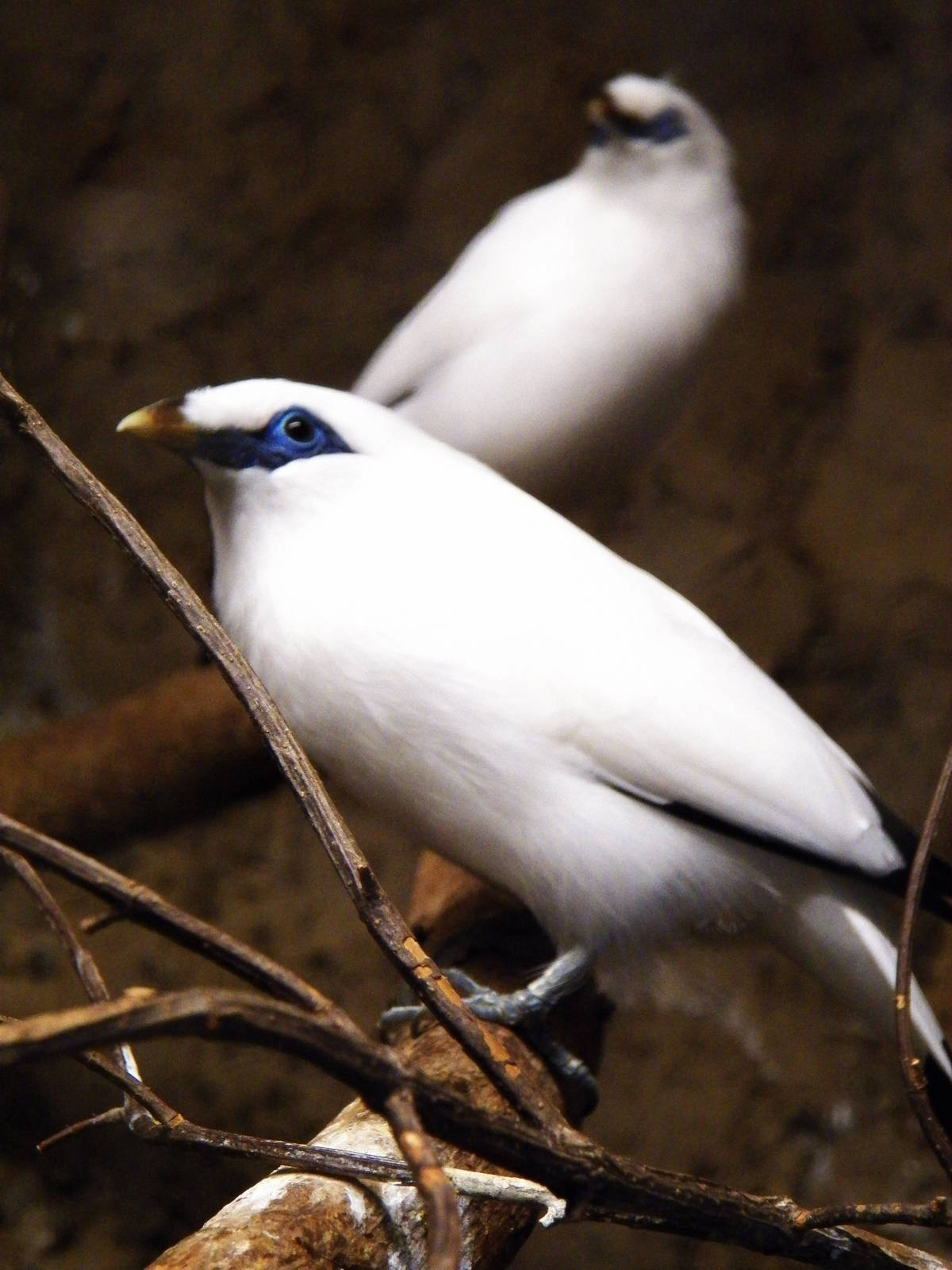 Chattanooga Zoo Animals