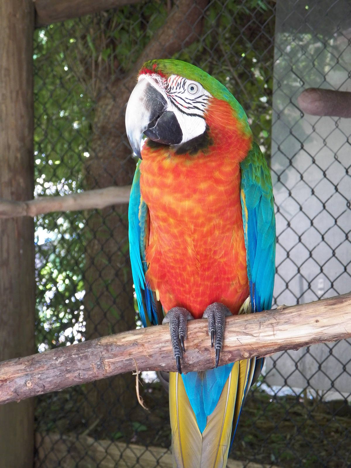 Chattanooga Zoo Animals