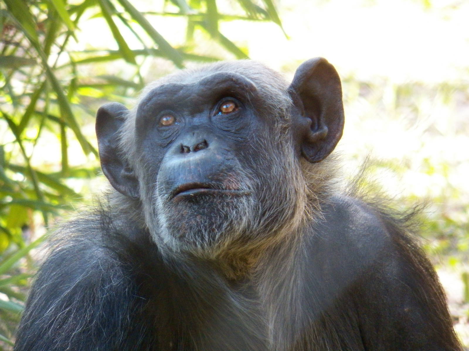 Chattanooga Zoo Animals