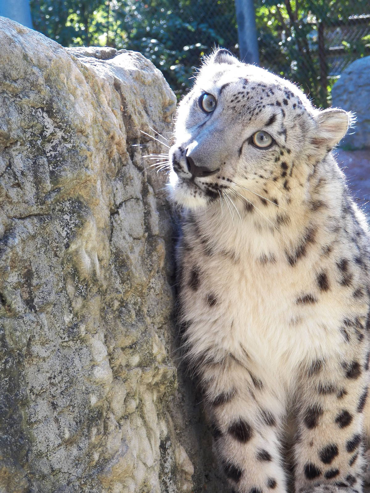 Chattanooga Zoo Animals