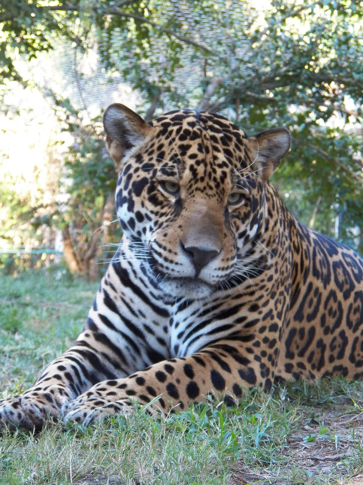 Chattanooga Zoo Animals