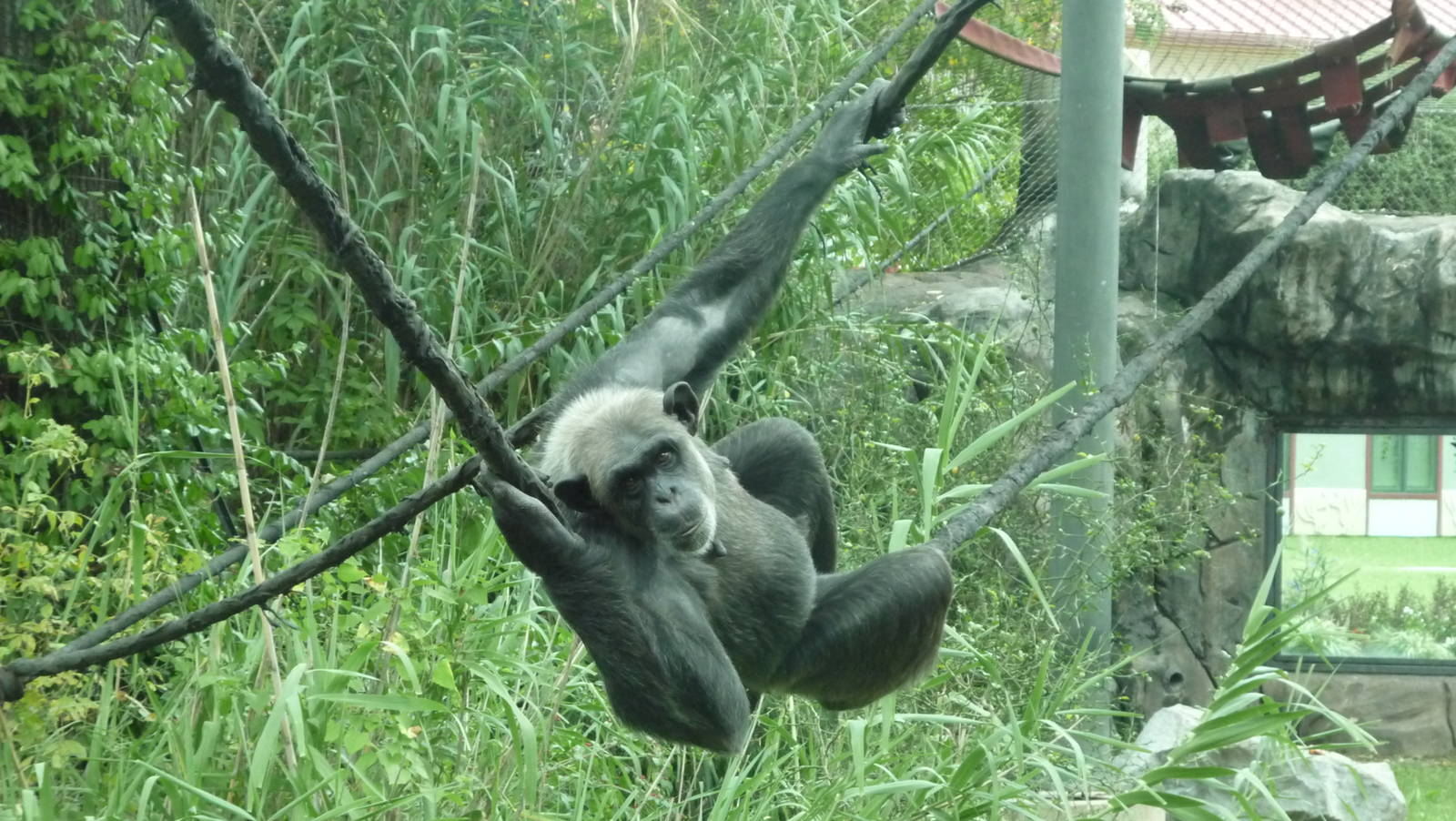 Chattanooga Zoo Animals