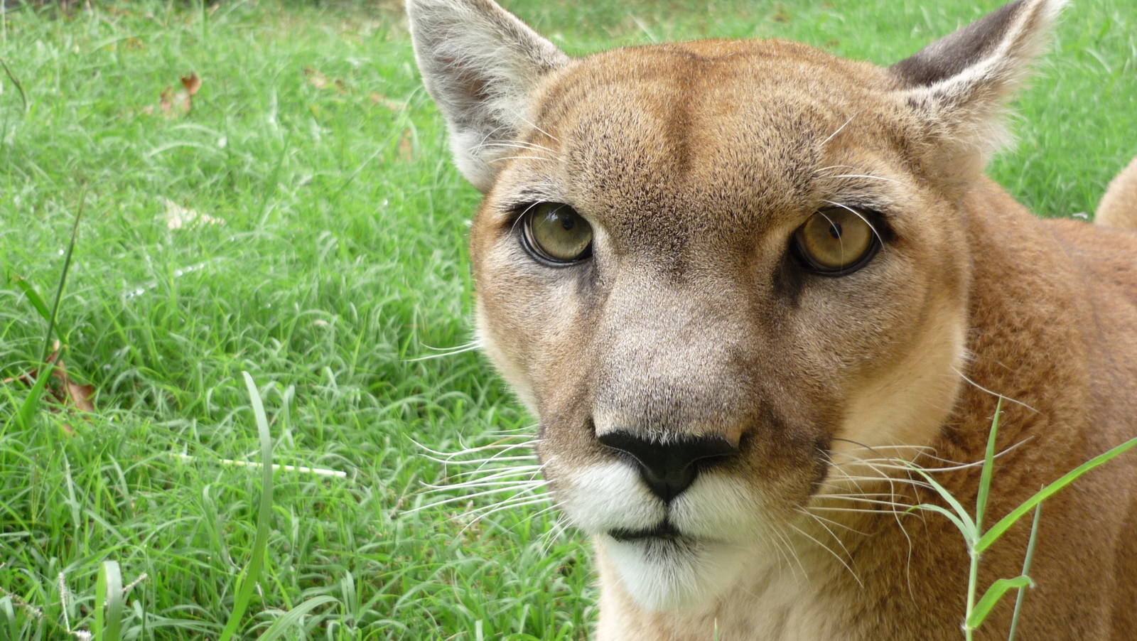 Chattanooga Zoo Animals