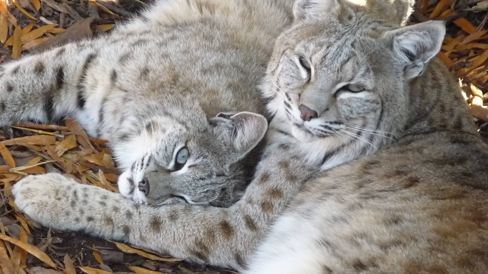 Chattanooga Zoo Animals