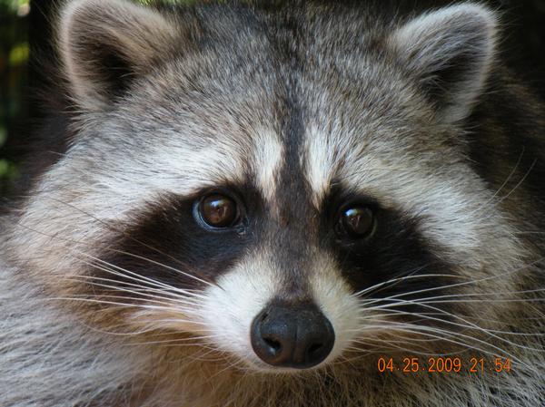 Chattanooga Zoo Animals