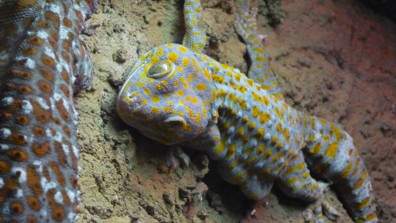 Chattanooga Zoo Animals