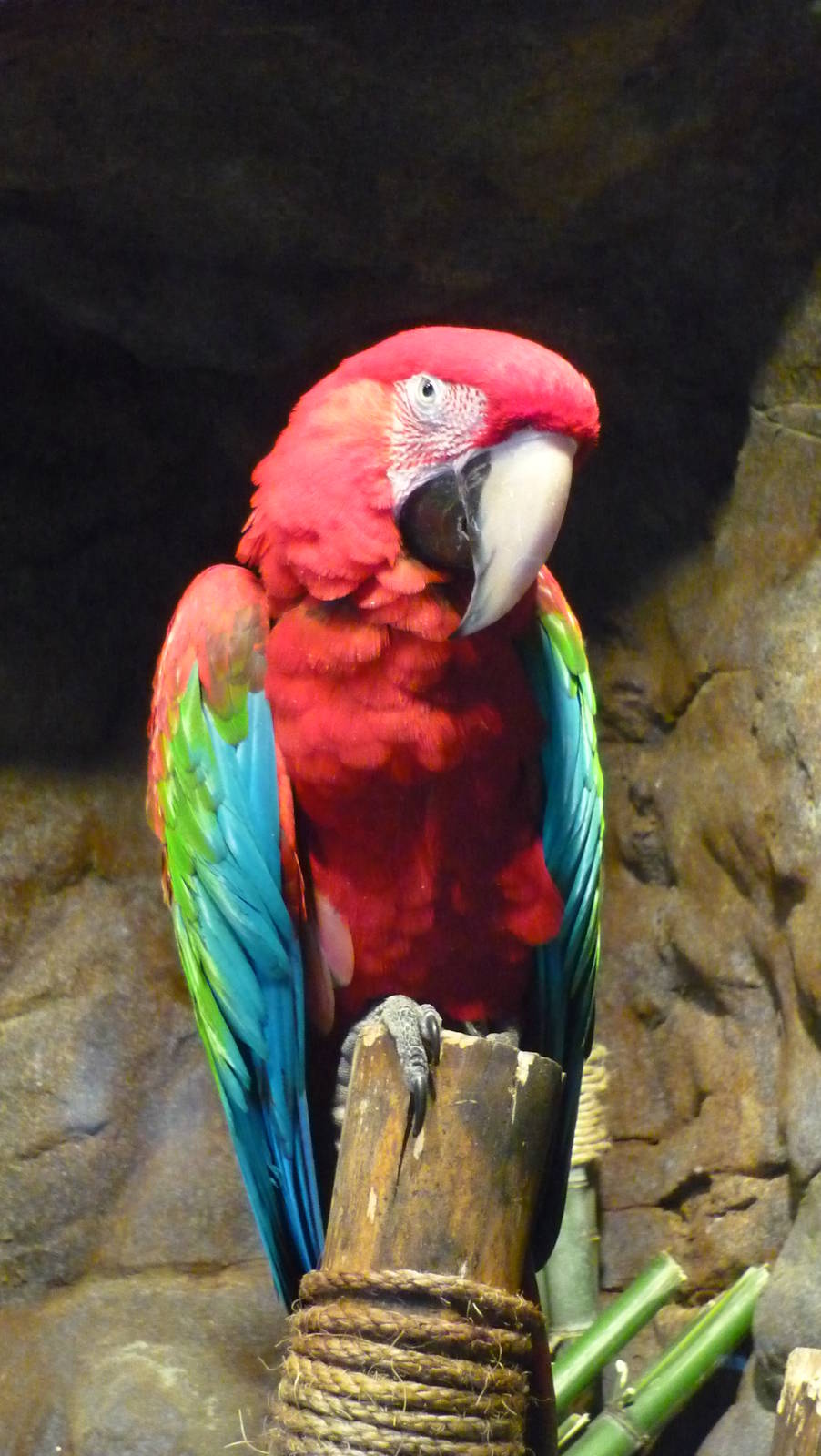 Chattanooga Zoo Animals