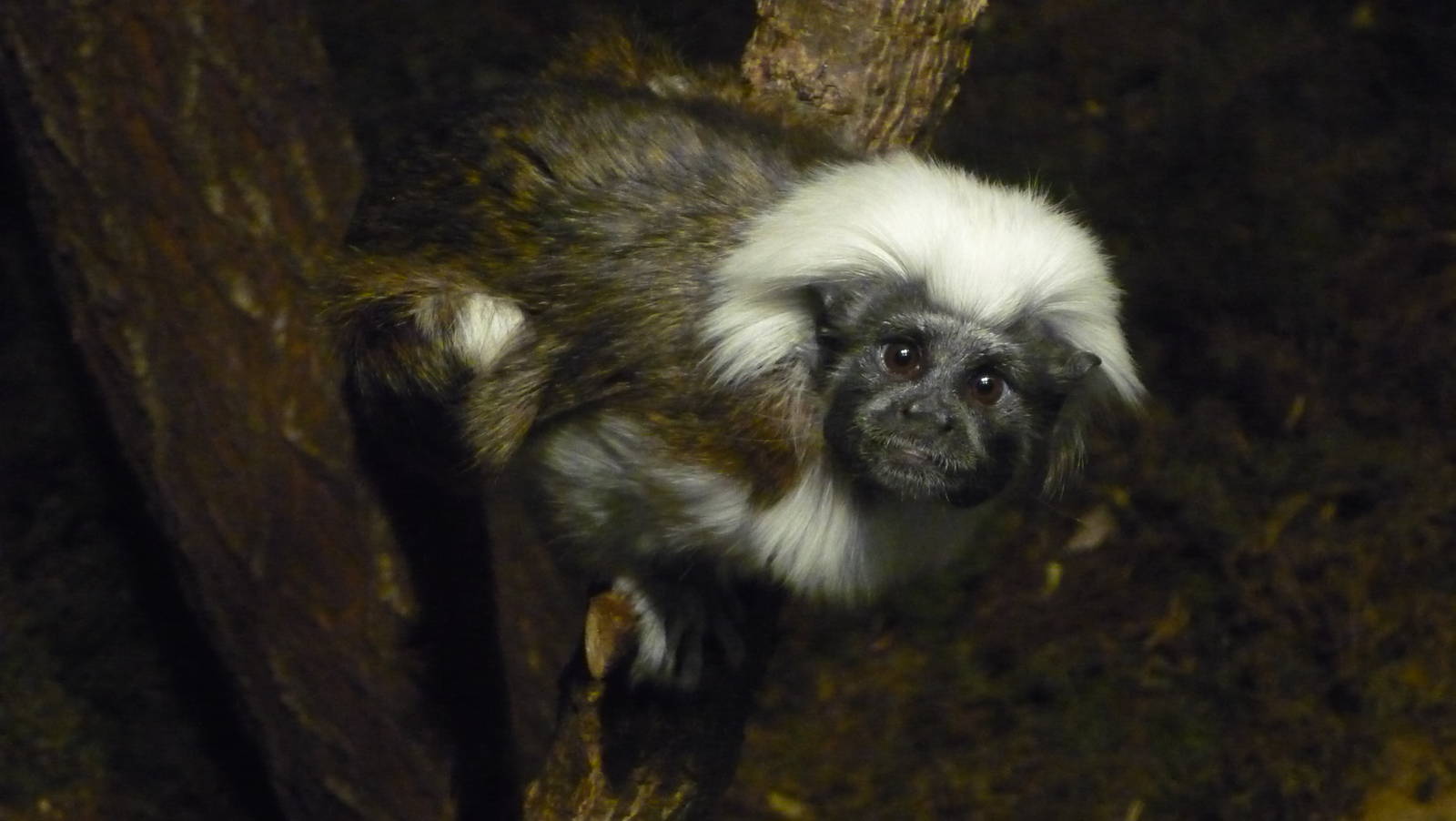 Chattanooga Zoo Animals