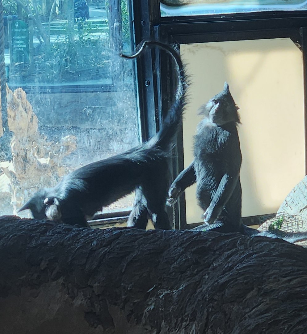 Chattanooga Zoo - Black Crested Mangabey