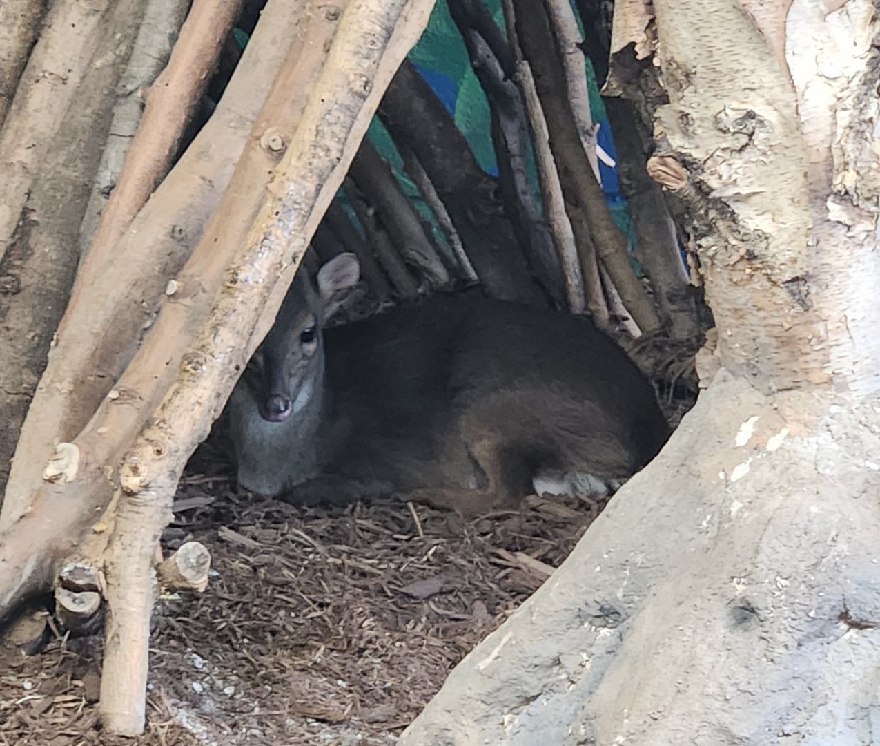 Chattanooga Zoo - Blue Duiker