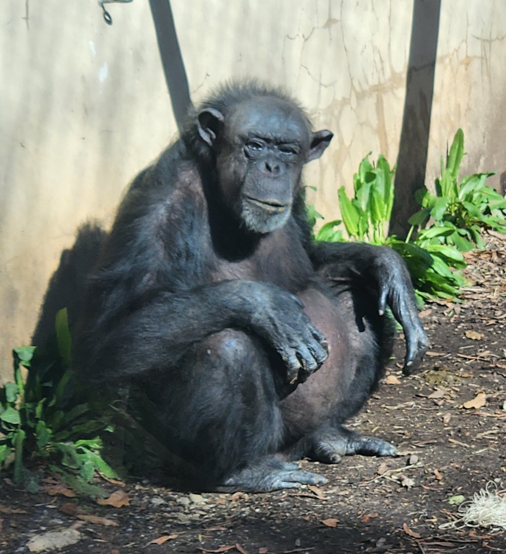 Chattanooga Zoo - Chimpanzee