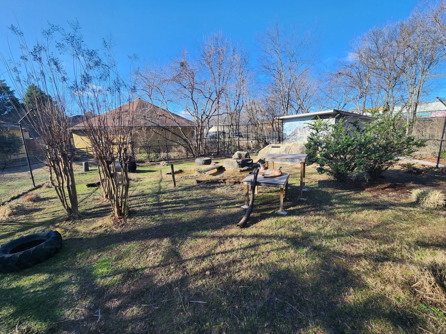 Chattanooga Zoo - Cougar enclosure
