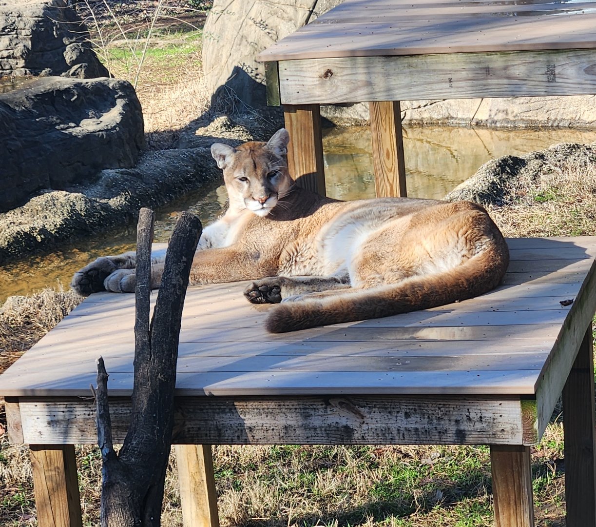 Chattanooga Zoo - Cougar