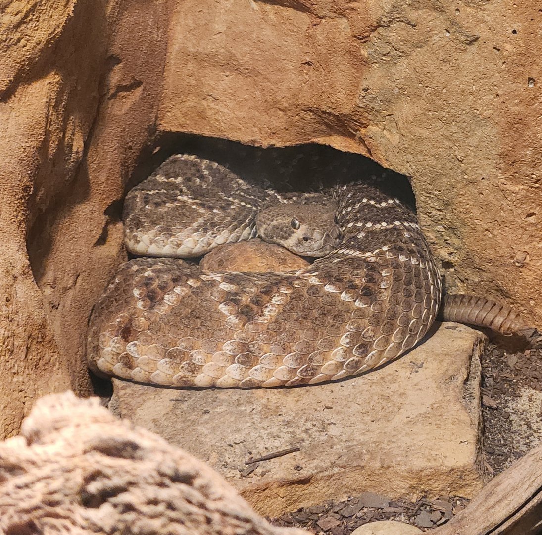 Chattanooga Zoo - Crotalus atrox