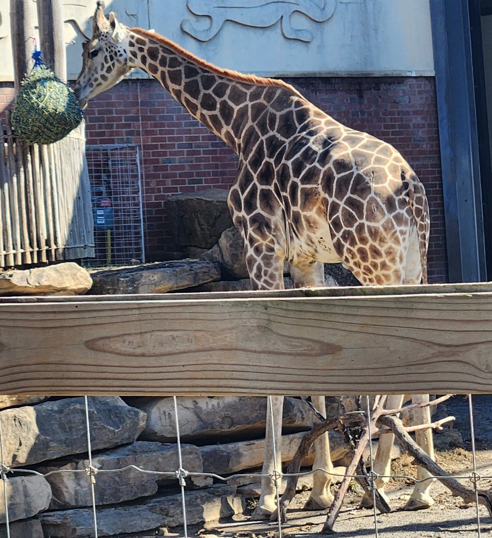 Chattanooga Zoo - Giraffe