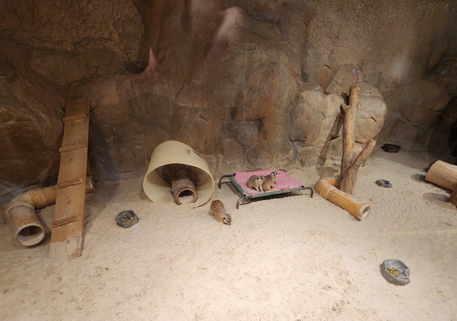 Chattanooga Zoo - Meerkats in exhibit