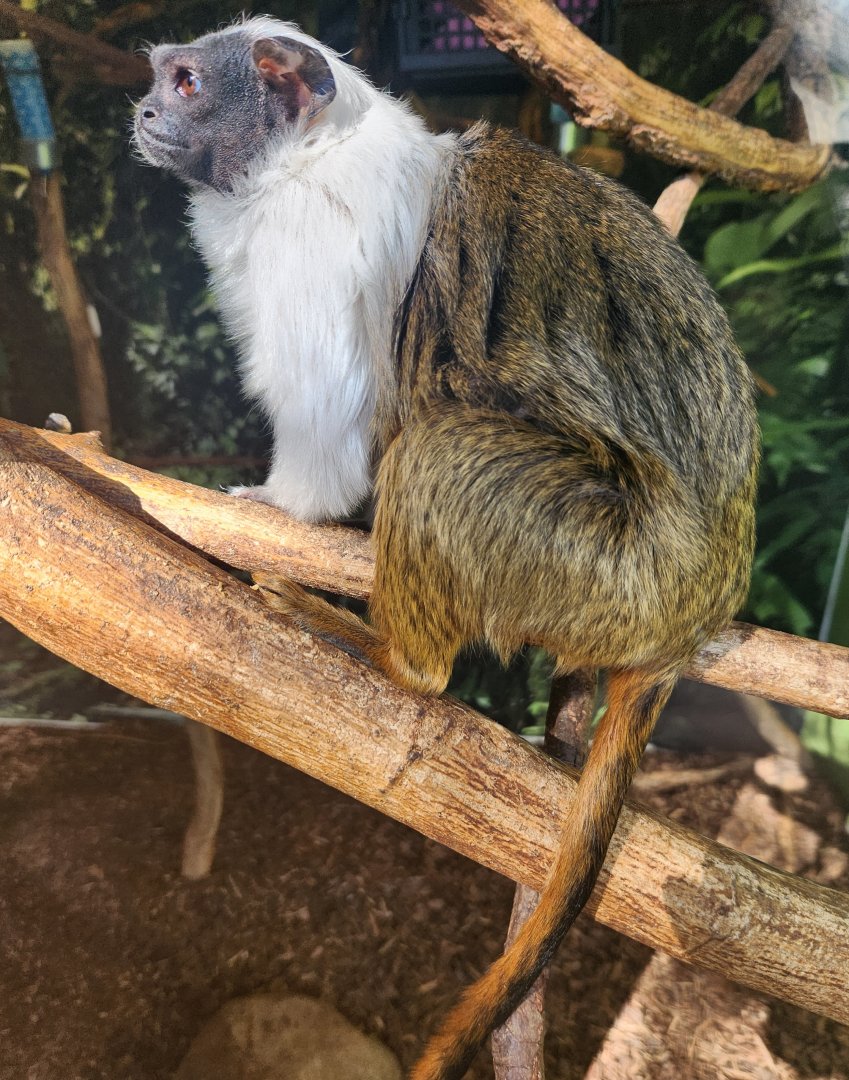 Chattanooga Zoo - Pied Tamarin