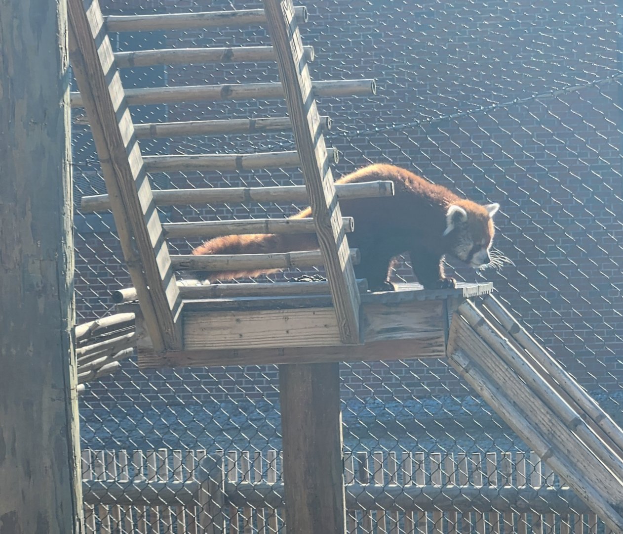 Chattanooga Zoo - Red Panda