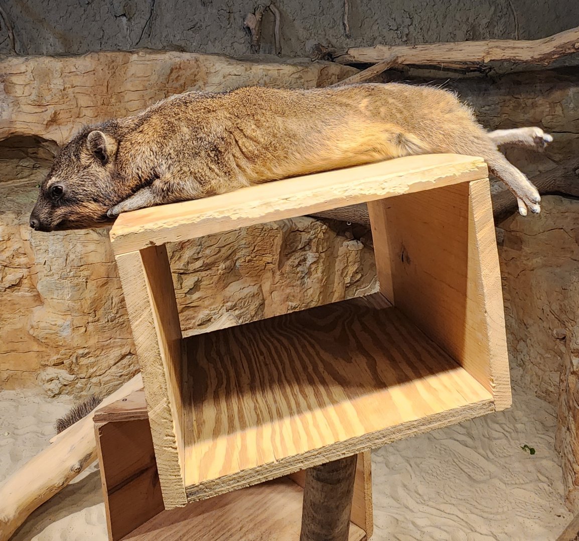 Chattanooga Zoo - Rock Hyrax
