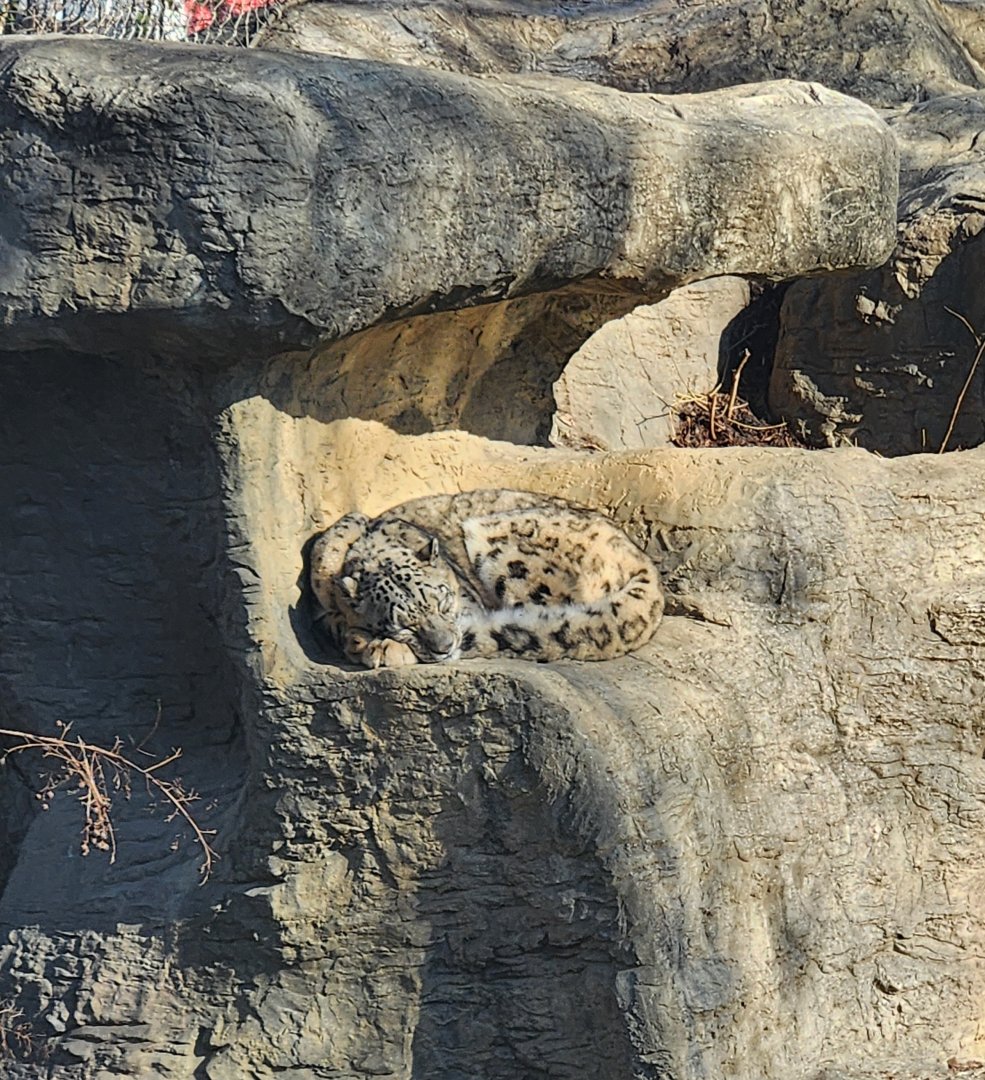 Chattanooga Zoo - Snow Leopard