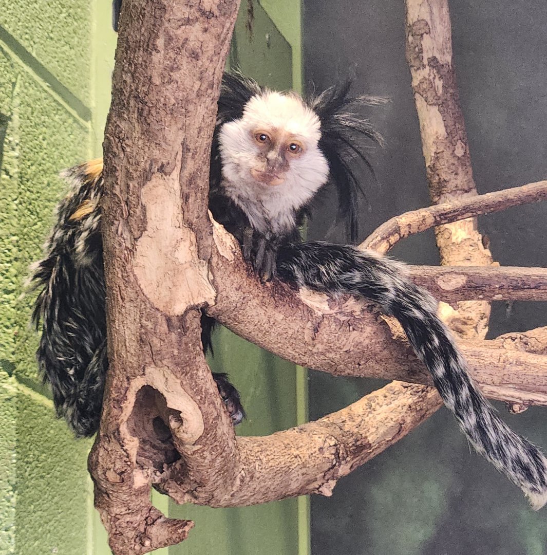 Chattanooga Zoo - White-headed (Geoffroy's) Marmoset