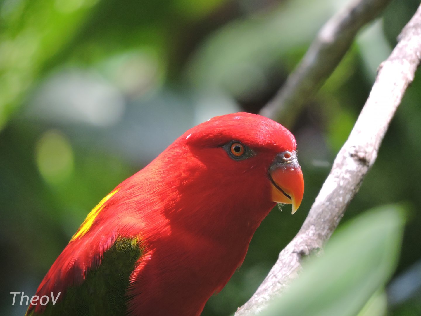 Chattering lory [2016]