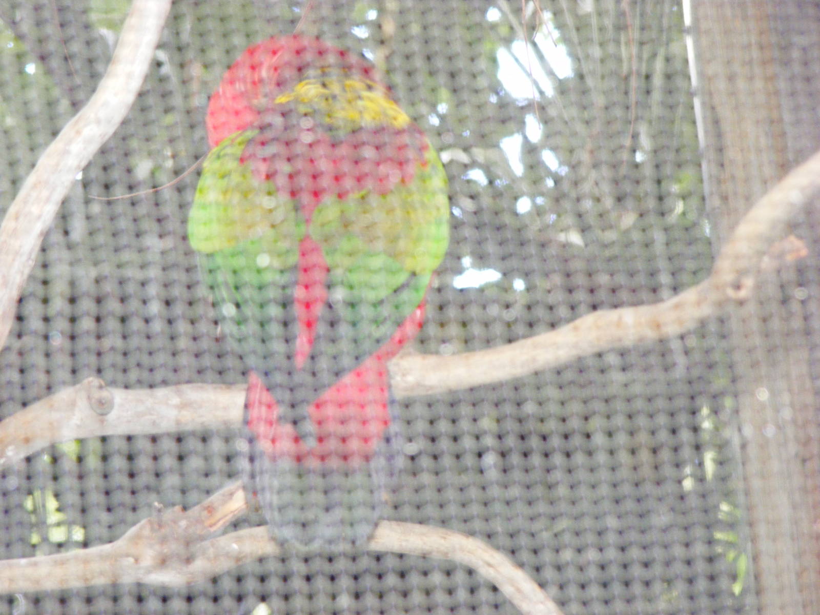 Chattering Lory - January, 2010