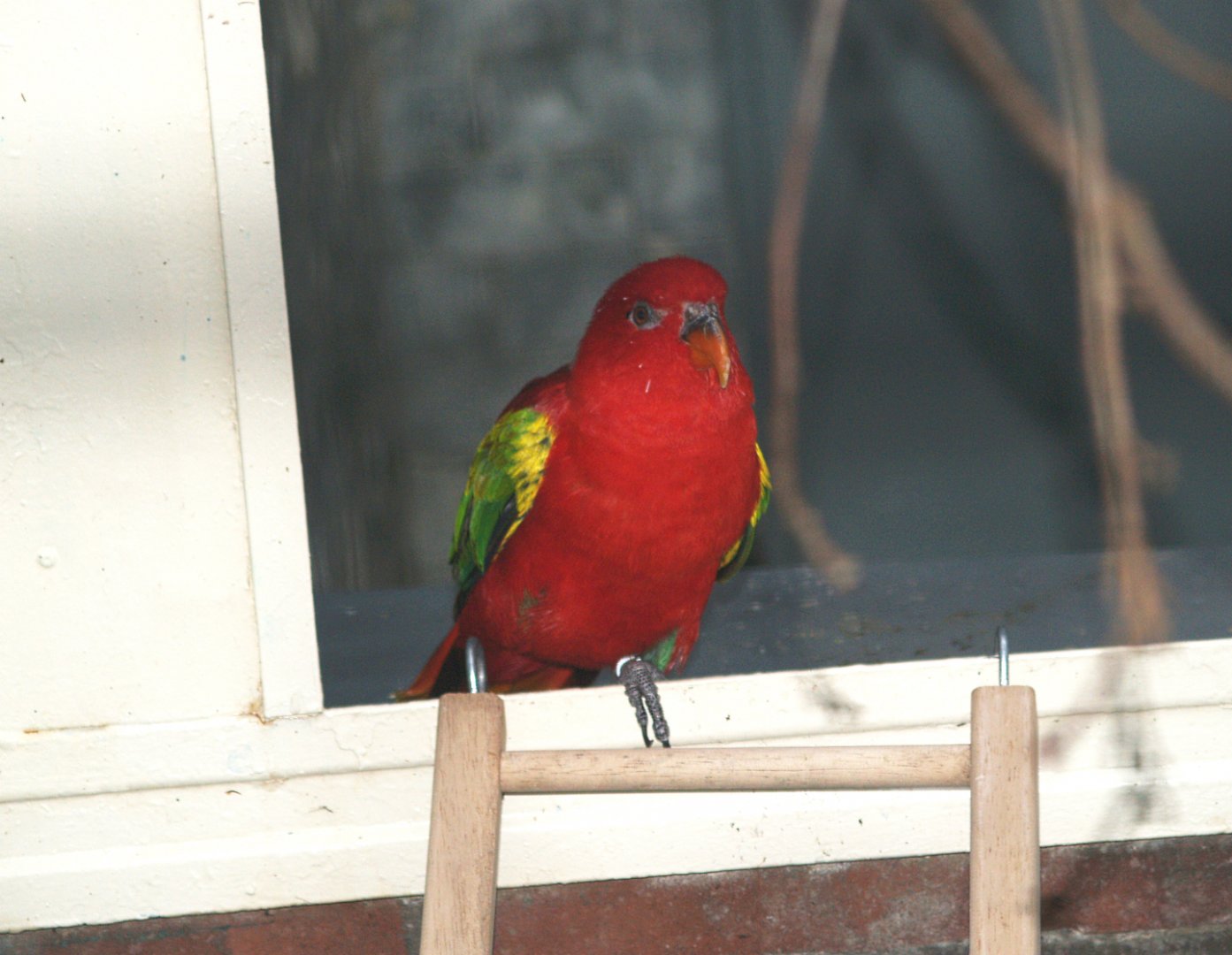 Chattering lory (Lorius garrulus), May 2006