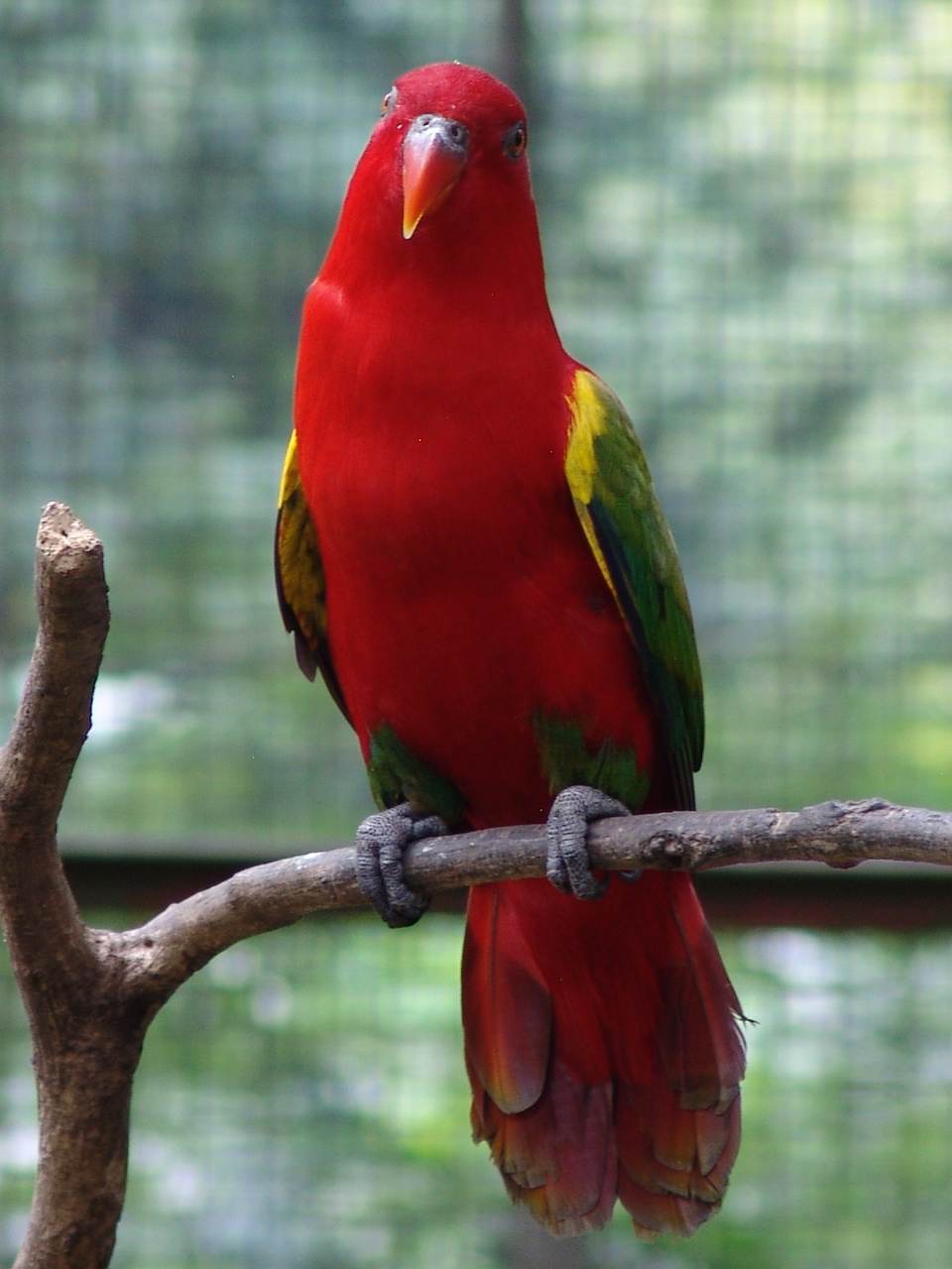 Chattering Lory (Lorius garrulus)