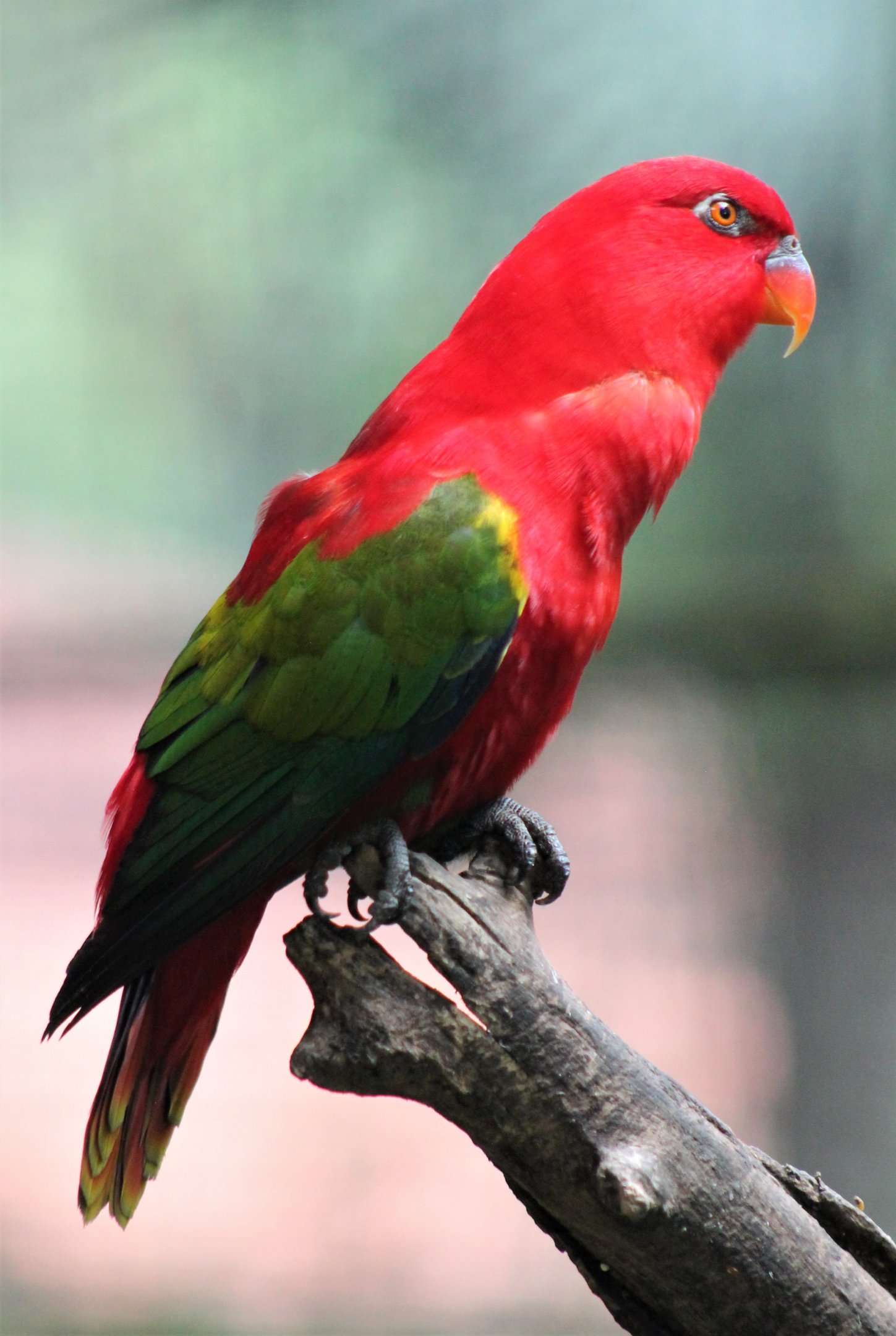 Chattering Lory (Lorius garrulus)