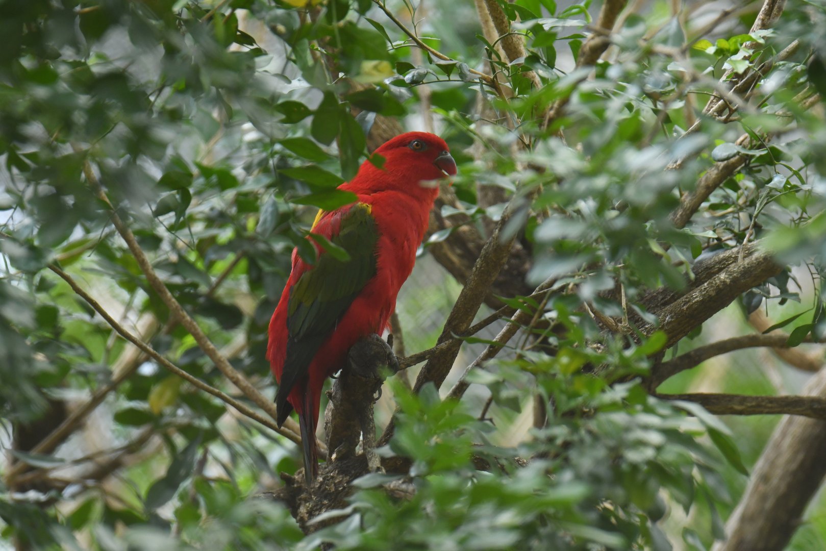 Chattering Lory Lorius garrulus