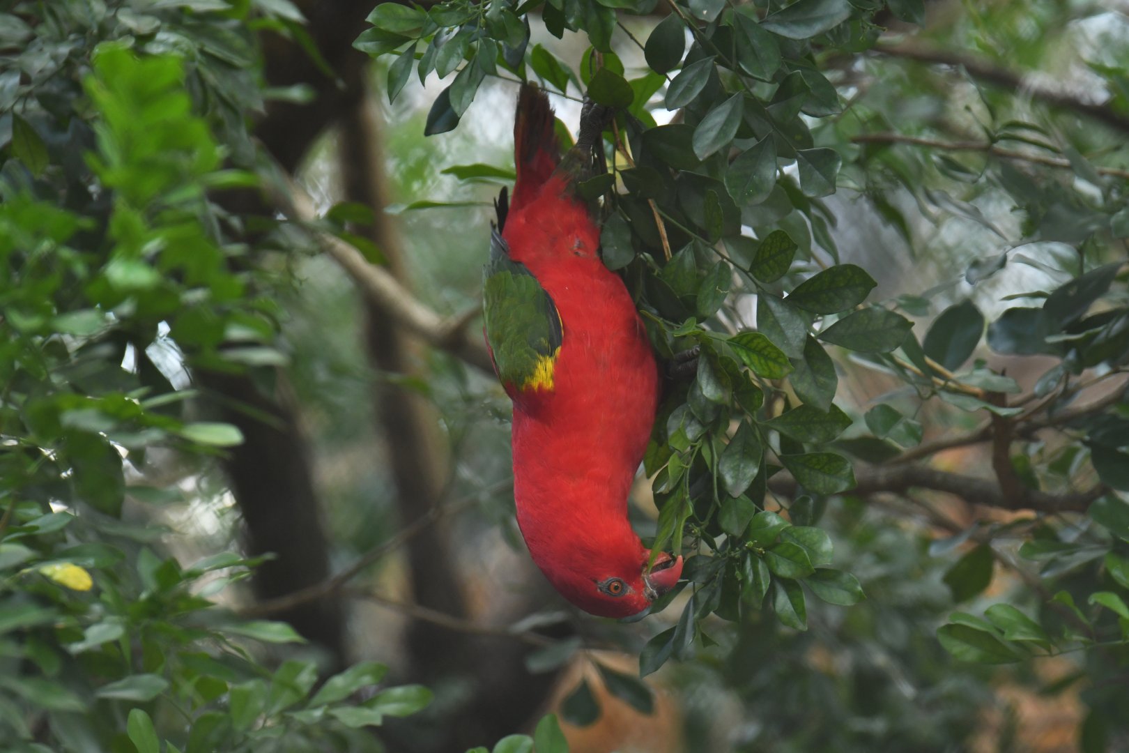 Chattering Lory Lorius garrulus