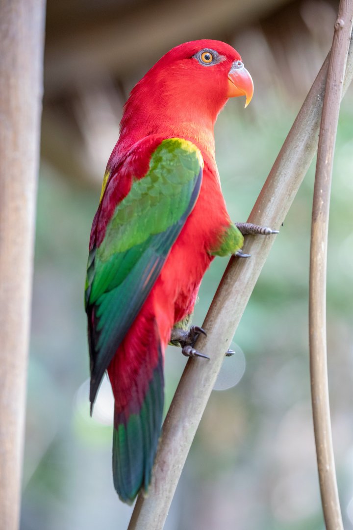 chattering lory (Lorius garrulus)