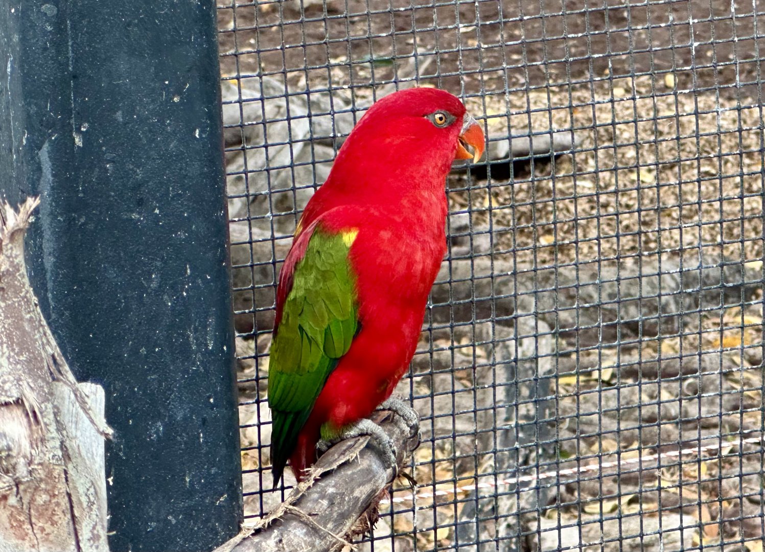 Chattering lory (Lorius garrulus)