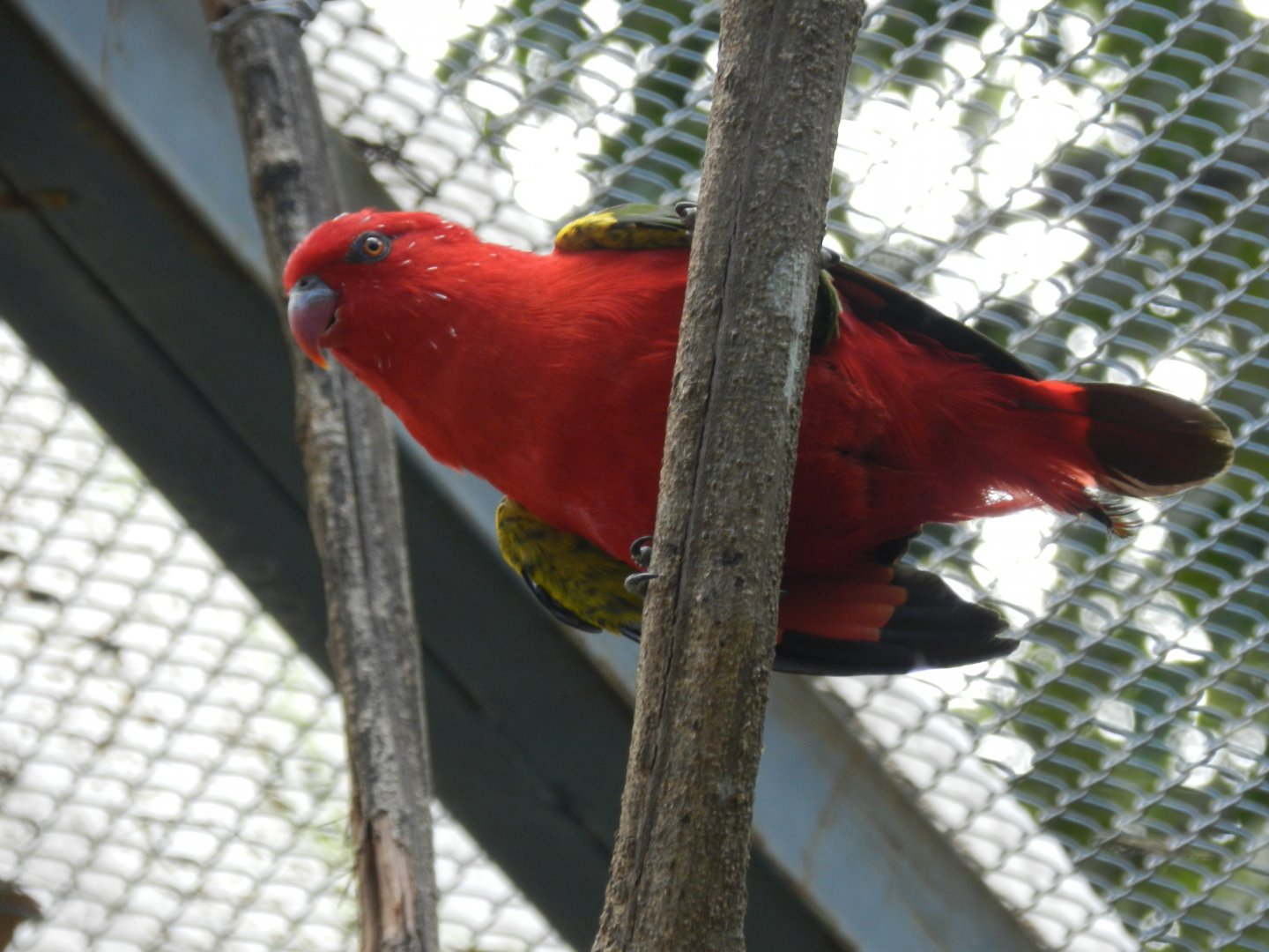 Chattering lory (Walkthrough aviary) - Belo Horizonte zoo