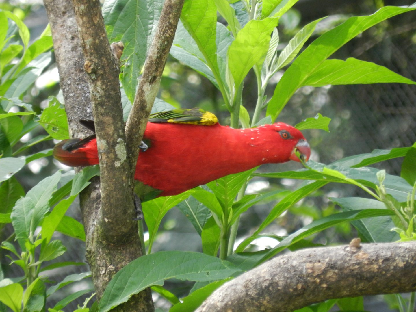 Chattering lory (Walkthrough aviary) - Belo Horizonte zoo