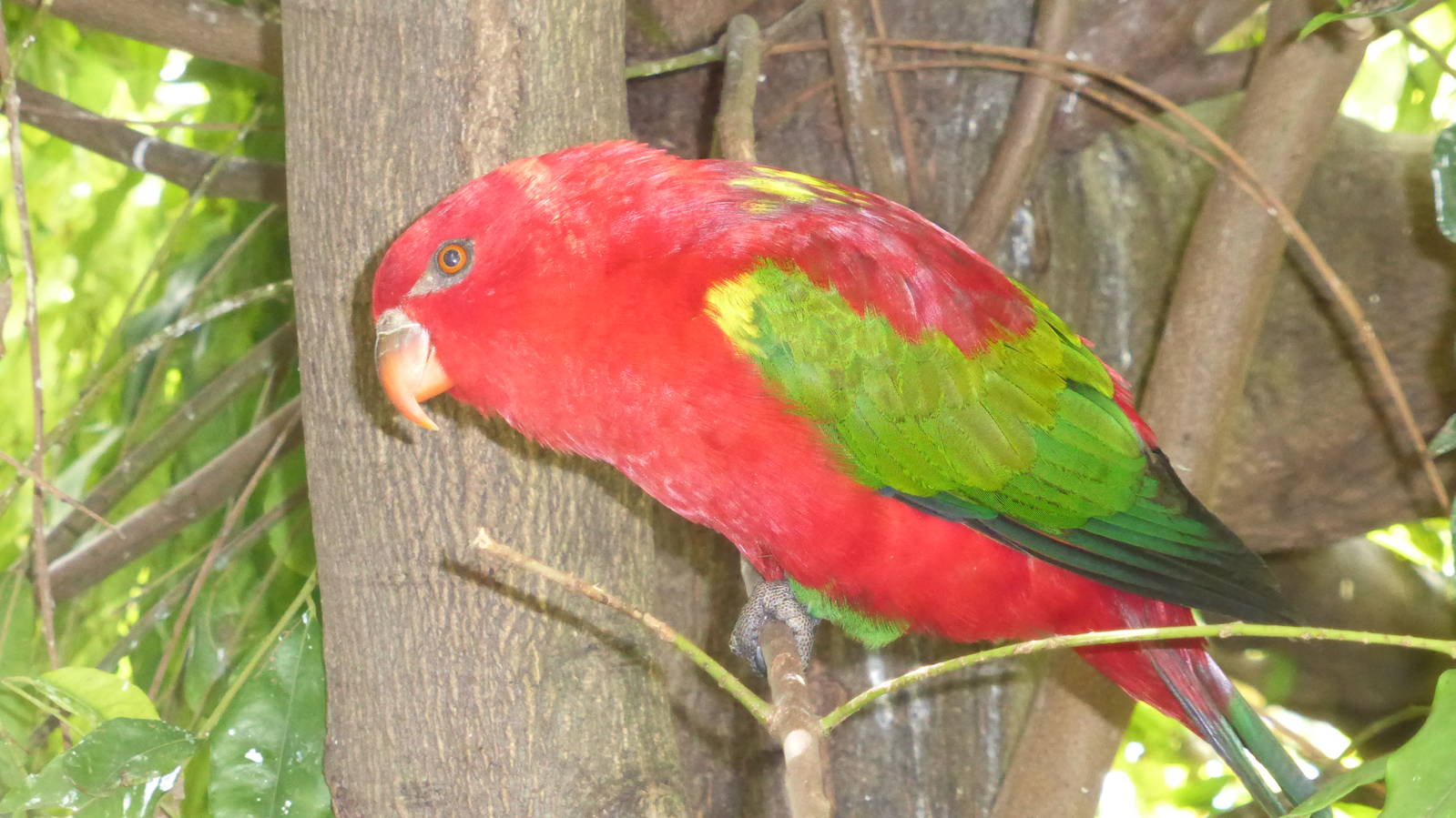 Chattering Lory