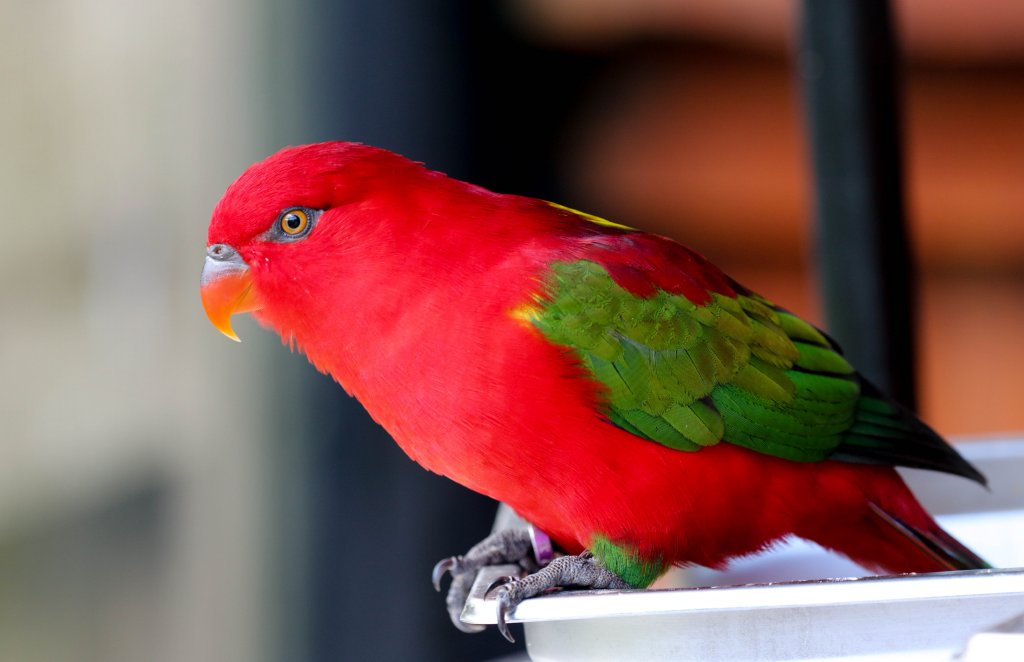 Chattering Lory