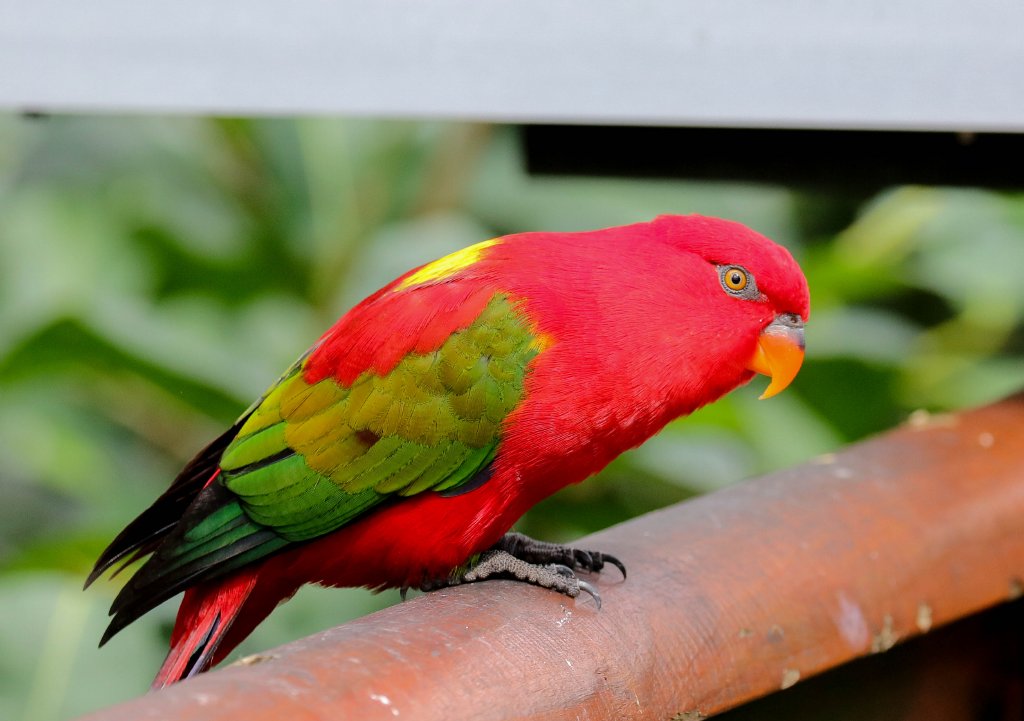 Chattering Lory