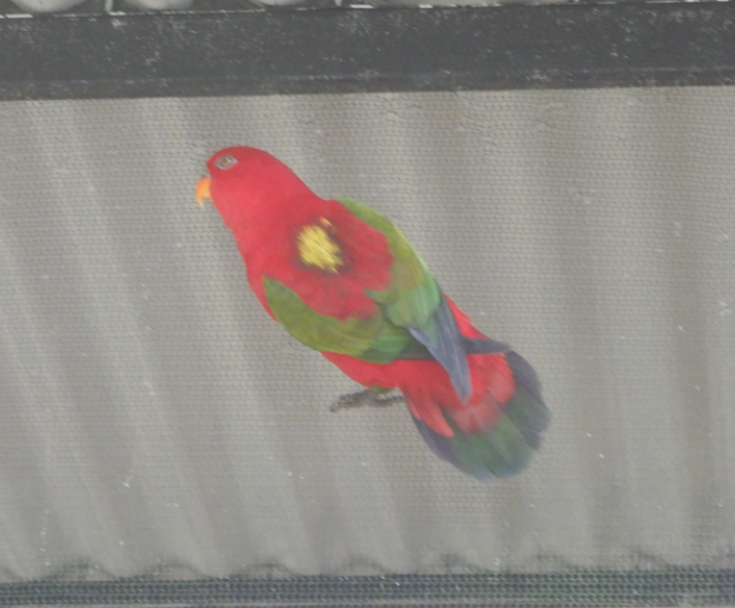 Chattering Lory