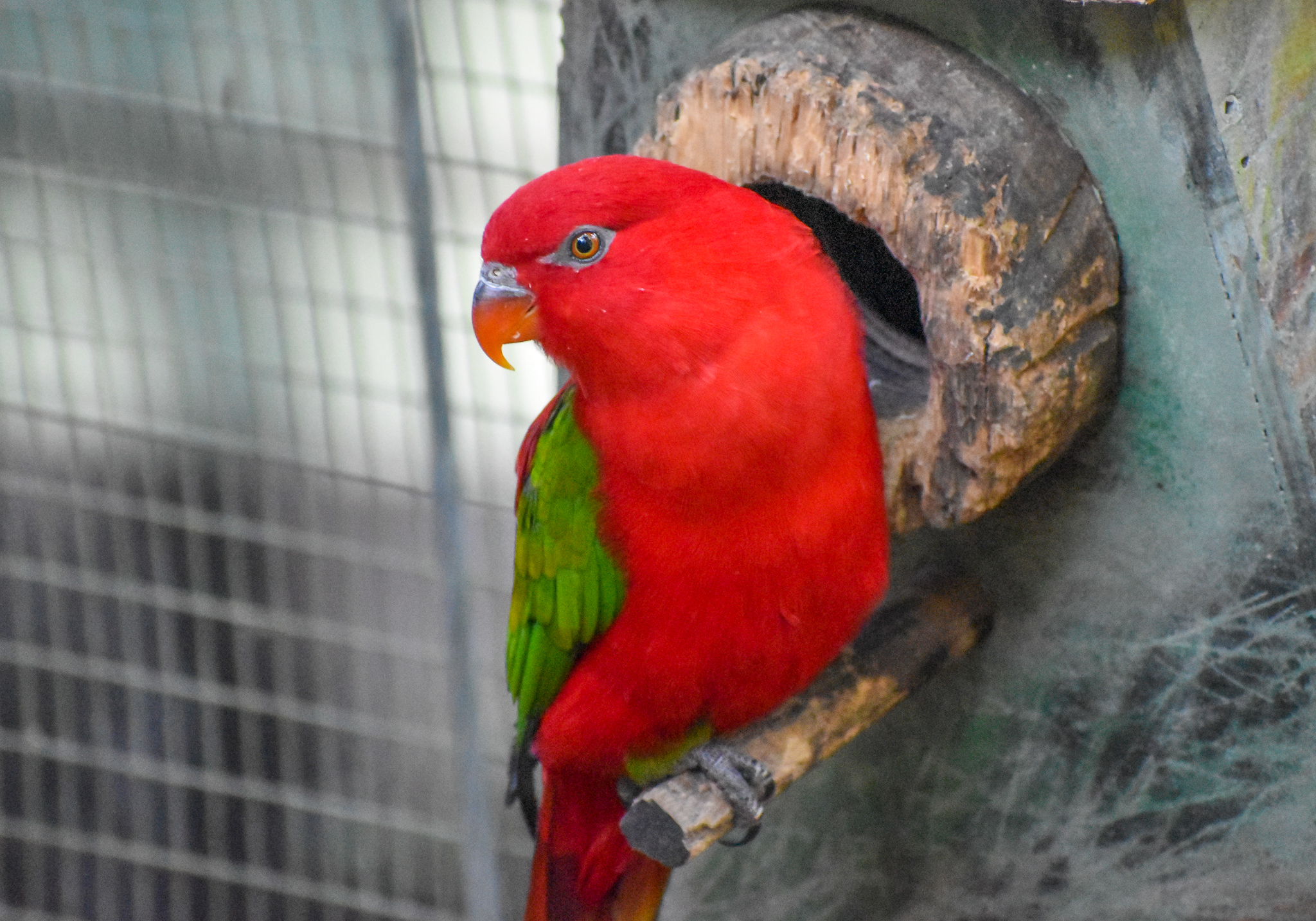 Chattering Lory