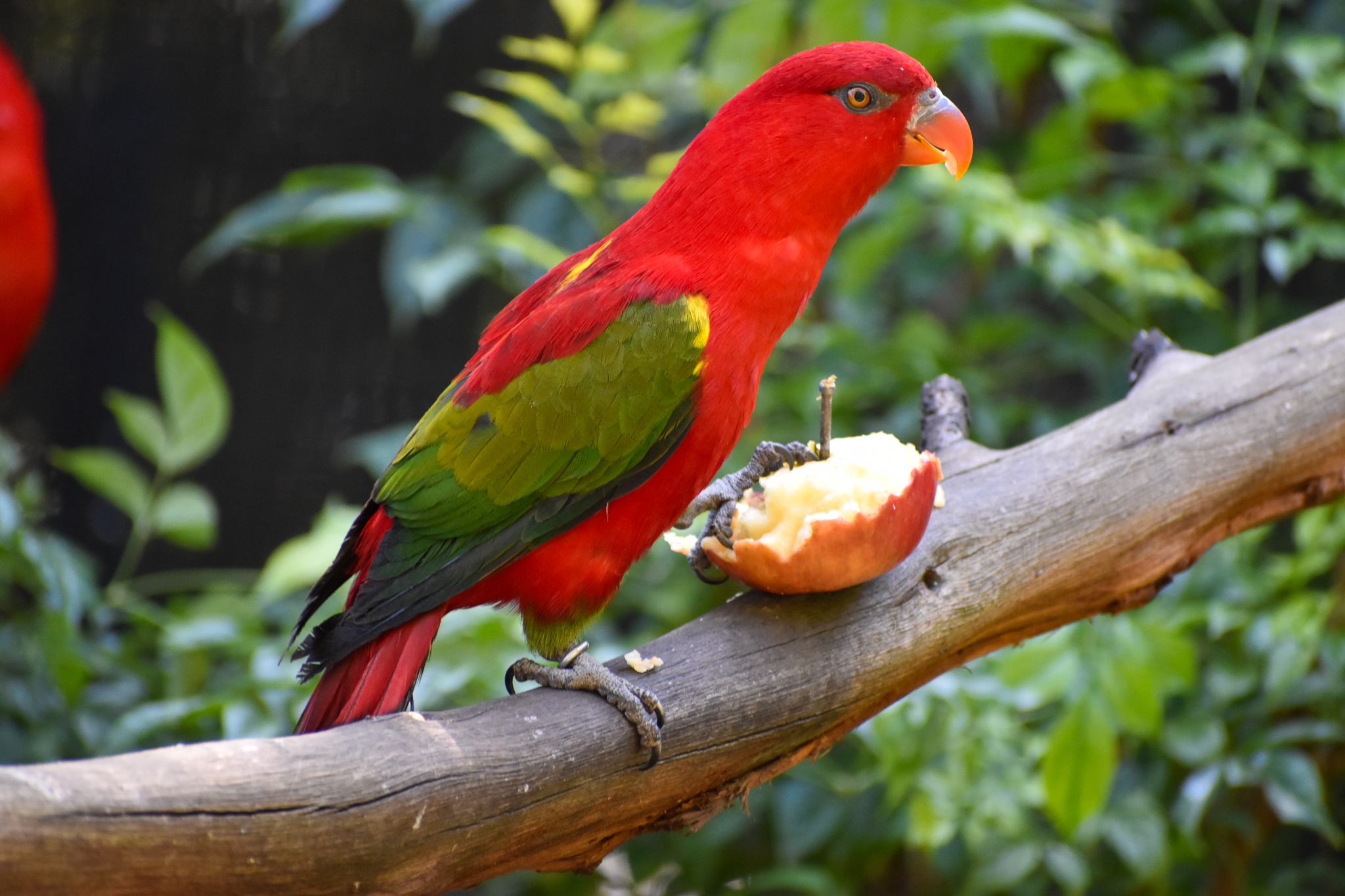 Chattering Lory