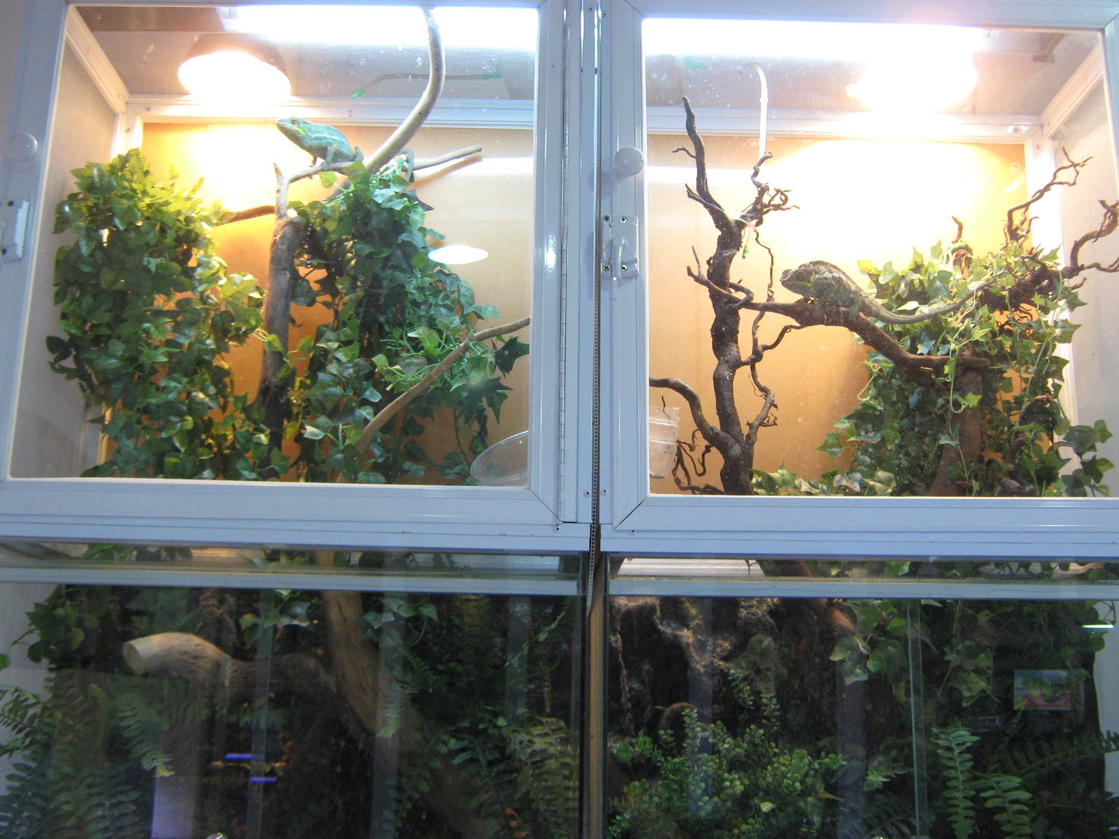 Chatuchak Weekend Market, Jan 2014 - chameleons