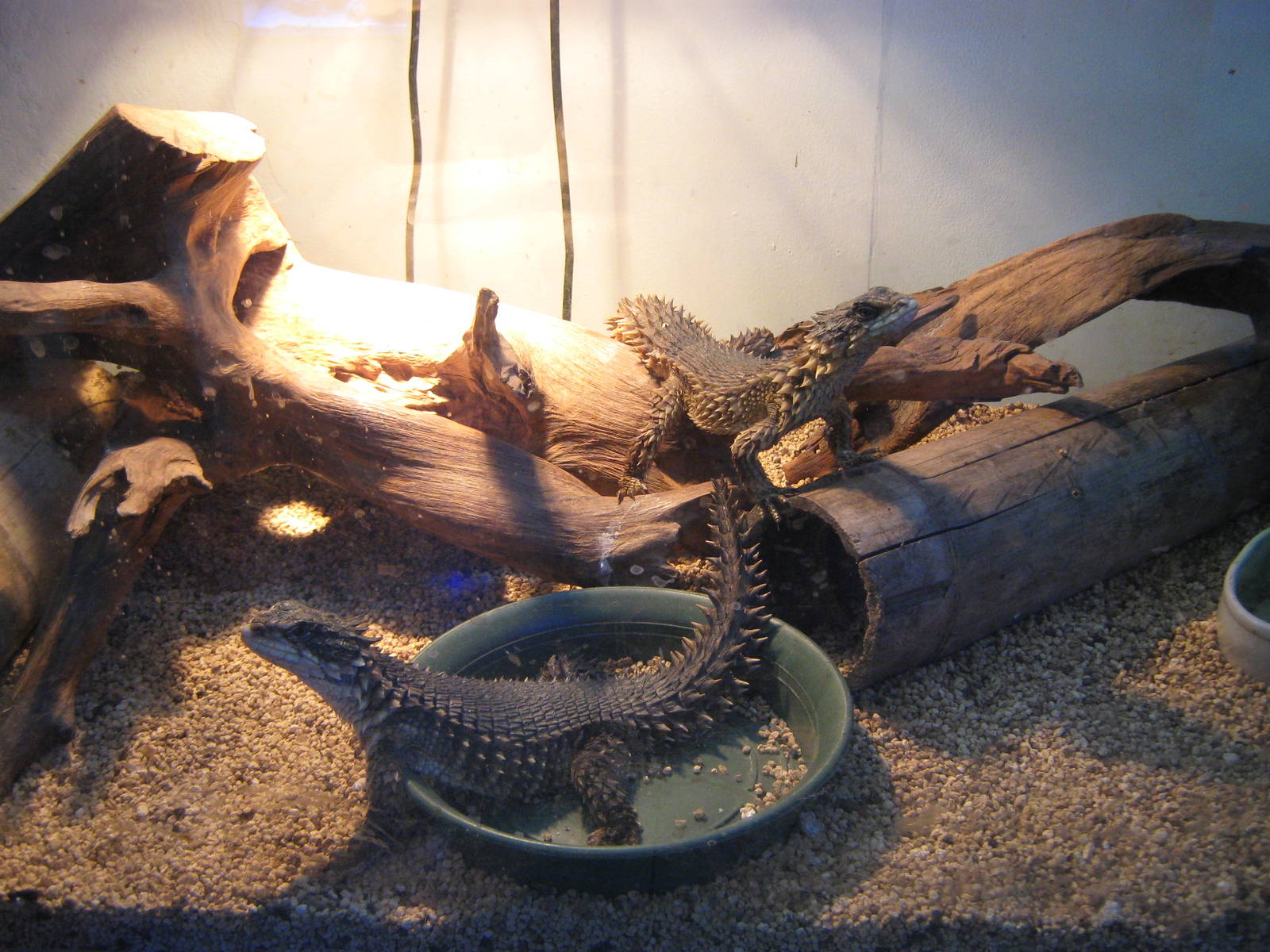 Chatuchak Weekend Market, Jan 2014 - Smaug (Cordylus) giganteus