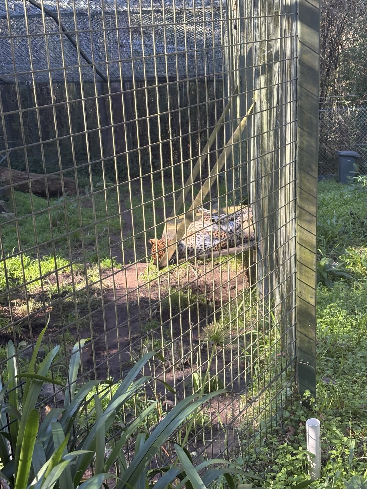 Chatura the Sri Lankan Leopard