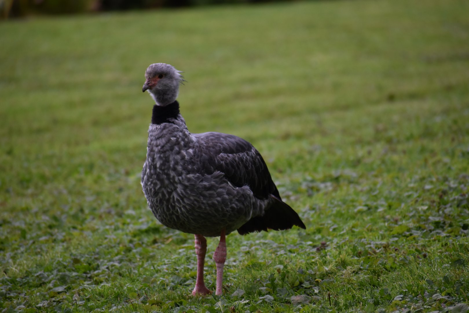 Chauna torquata - Southern Screamer